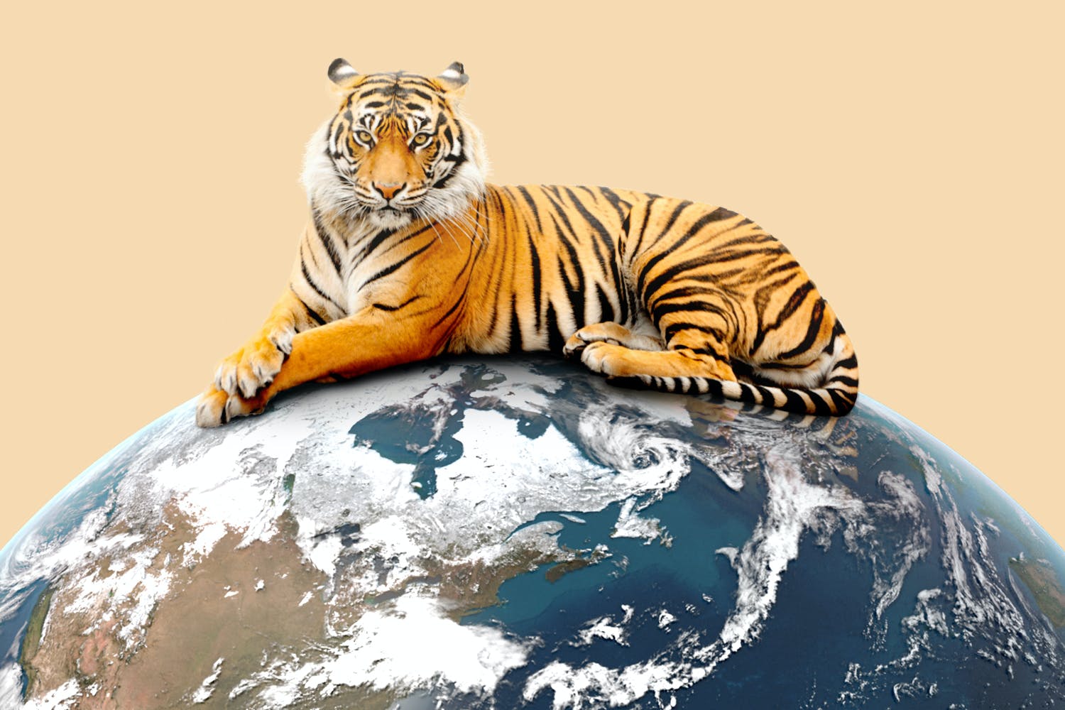 Tiger Global Management Is Eating the VC World Tiger is showing shades of SoftBank in 2017…