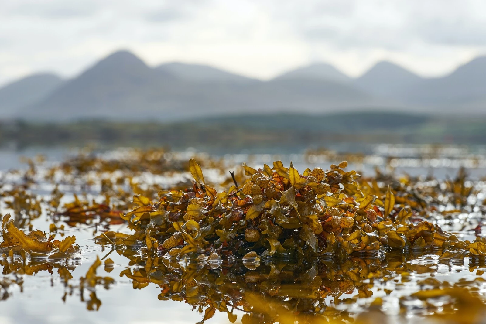 DAVOS 24 CLIMATE CHANGE 5 unusual ways seaweed is being used to tackle the climate crisis : US Pioneer Global VC DIFCHQ Singapore Swiss-Riyadh Norway Our Mind