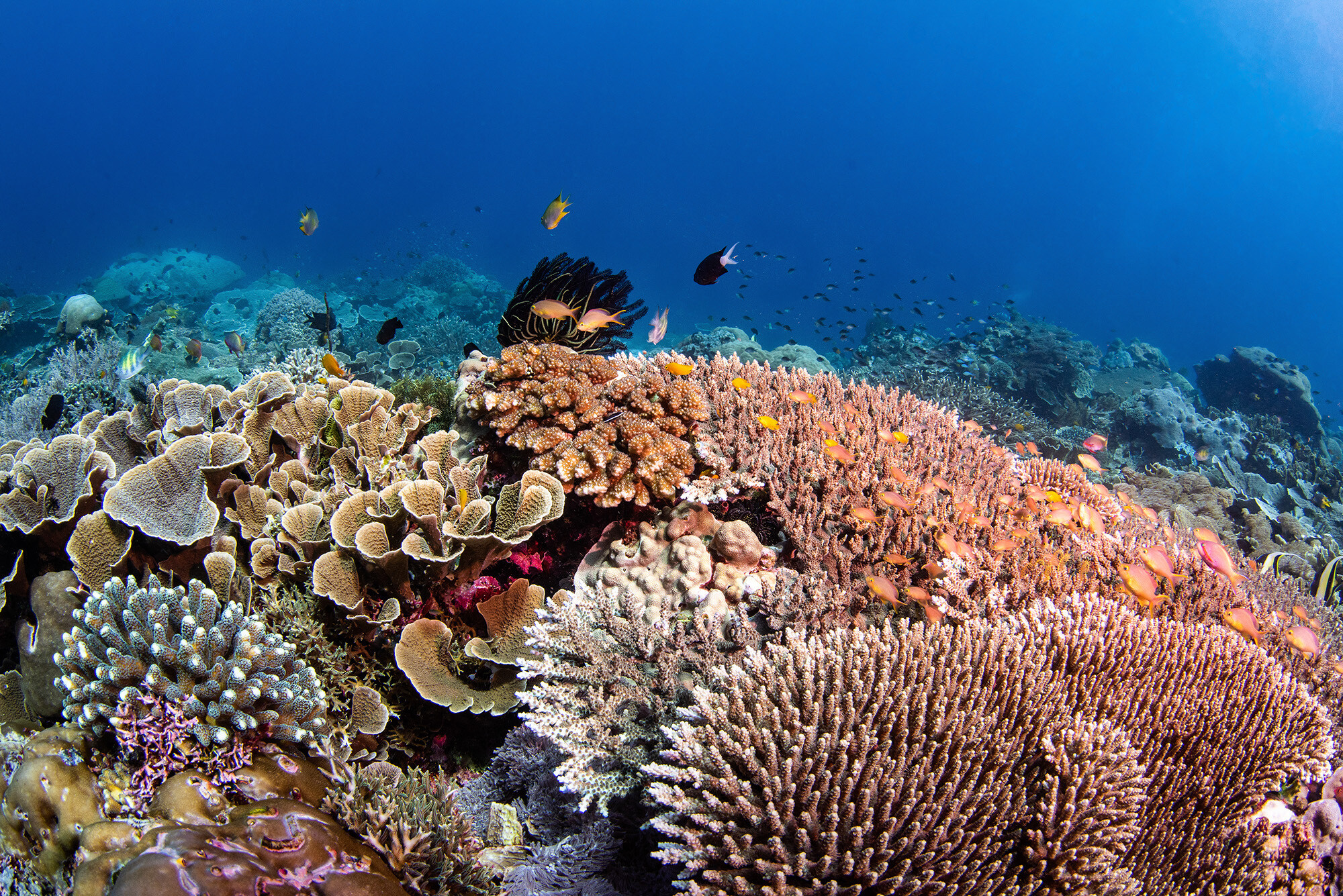 DAVOS25 Why coral reefs are such a decisive climate investment : US Pioneer Global VC DIFCHQ SFO Singapore – Riyadh Swiss Our Mind